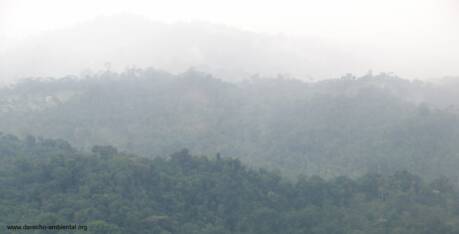 Tropical birds - Amazon region Ecuador